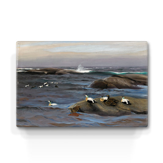 Laqueprint - Eider op rotsen - Bruno Liljefors - 30 x 19,5 cm - LP220